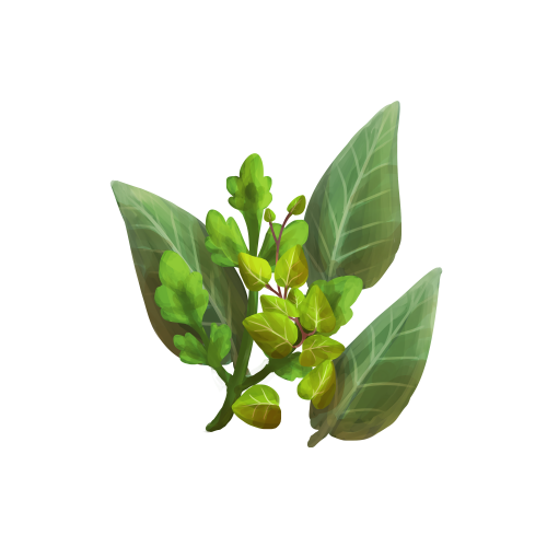 Herbs