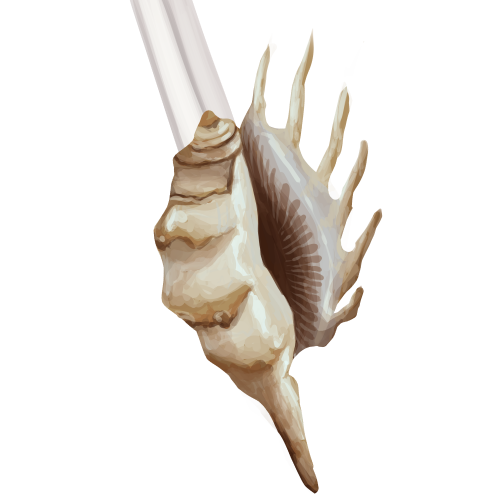 Conch Guard