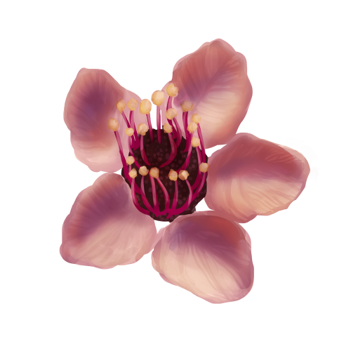 Cherry Blossom