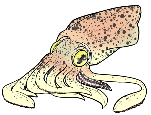 Squid